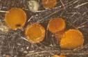 ascocarps of Cheilymenia