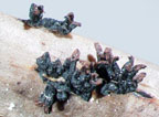 Corynelia jamaicensis, a microscopic ascomycete endemic to the Caribbean and recently assessed as threatened in Cuba and Jamaica