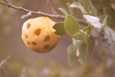 Cyttaria johowii en una rama viva de Nothofagus dombeyi - Cyttaria johowii on a living branch of Nothofagus dombeyi