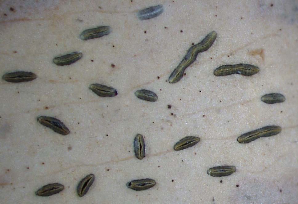 Lophodermium platyplacum en una hoja muerta de Clusia rosea - Lophodermium platyplacum on dead leaf of Clusia rosea