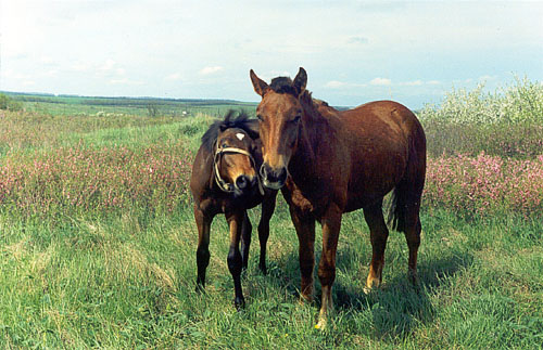 Two of the horses used to control scrub encroachment at Khomutovski Steppe