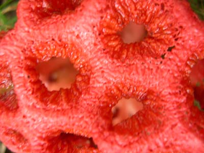 Clathrus crispus en el Jard&iacute;n Bot&aacute;nico de Santo Domingo, detalle de la superficie - Clathrus crispus in the Santo Domingo Botanic Garden, surface detail