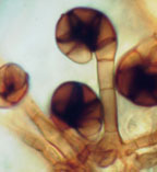 Slimacomyces monosporus, just one of thousands of species of microfungi in the IMI Fungal Reference Collection