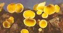 Lachnellula subtilissima