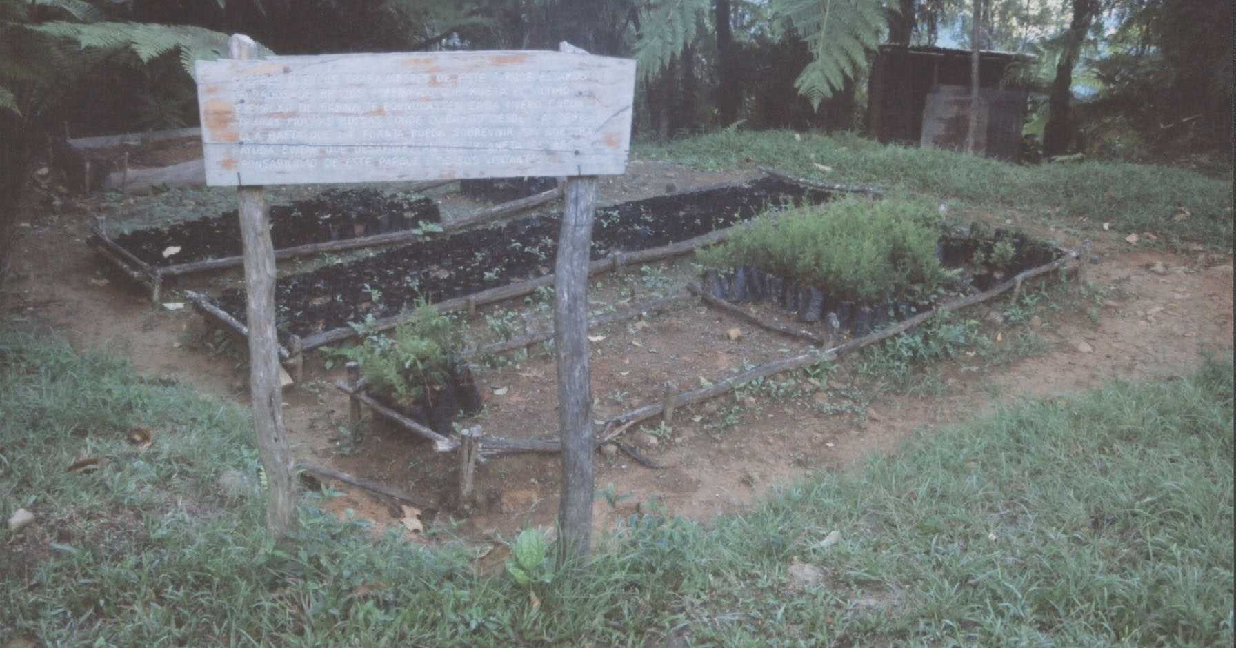 A small nursery for endangered plants, in Parque Nacional Pico Turquino