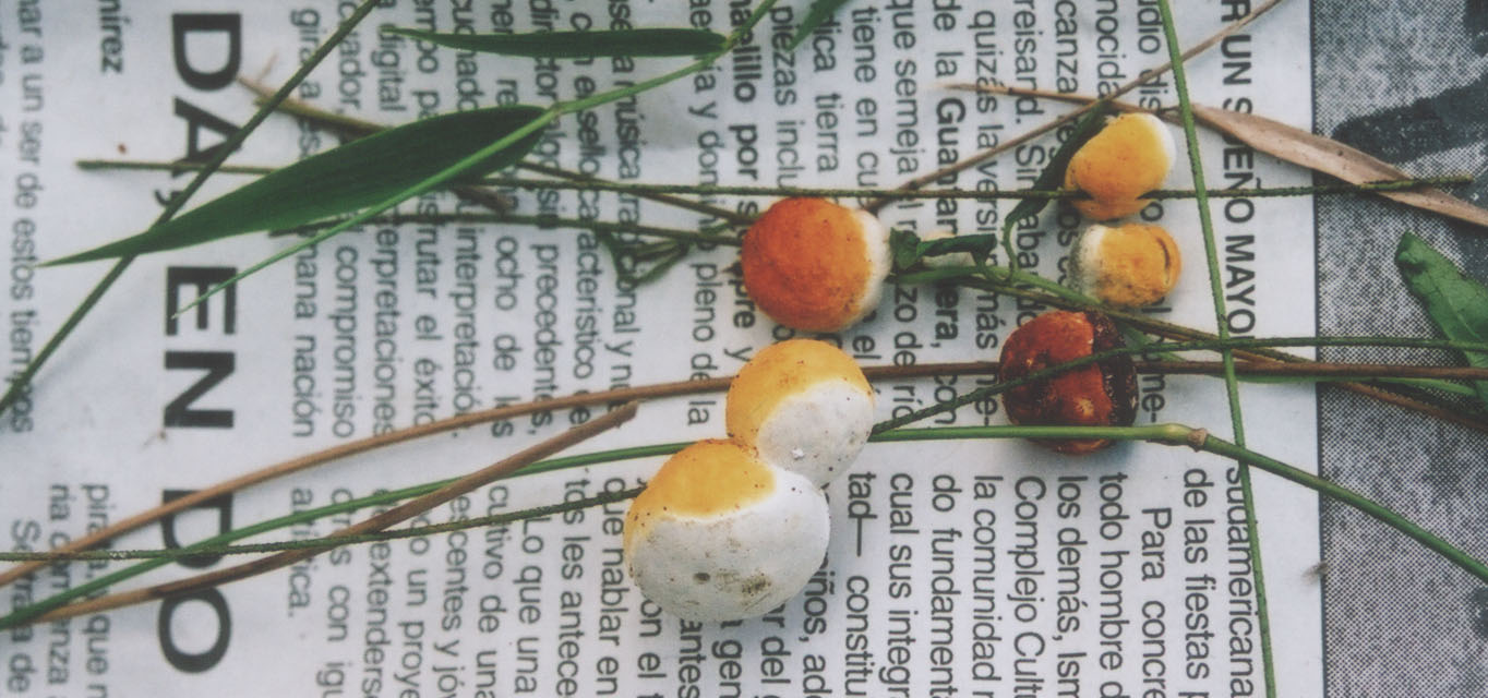 Bright yellow and white fruitbodies of Ascopolyporus growing on grass stems, one of the remarkable fungi to be found in the Parque Nacional Pico Turquino