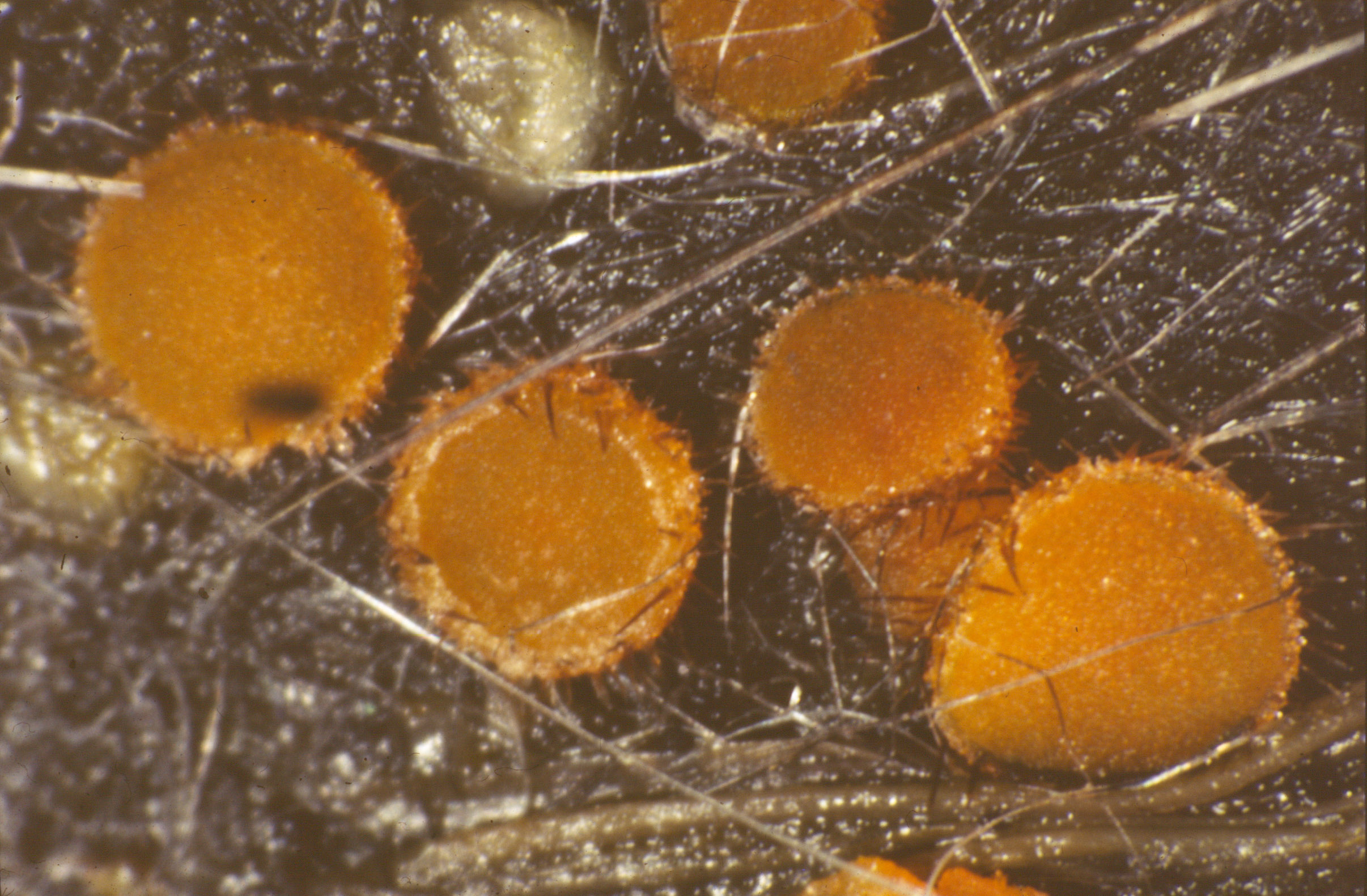 Cheilymenia sp.