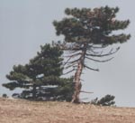Pinus pallasiana, near summit of Ai Petri, Crimea, Ukraine
