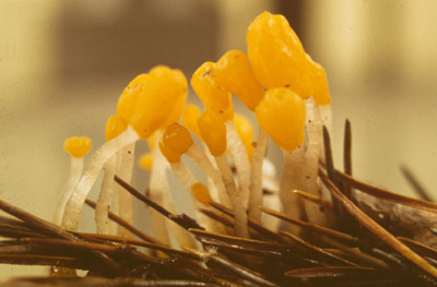 Mitrula paludosa, on dead leaves of Pinus sylvestris - Mitrula paludosa, en hojas muertas de Pinus sylvestris