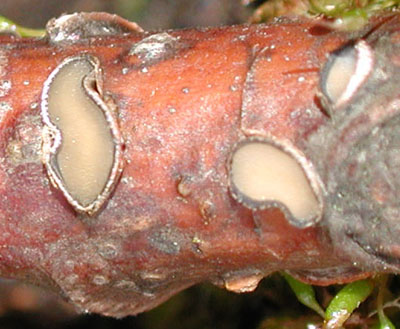 Colpoma quercinum ascomata on twig of Quercus robur - ascomata de Colpoma quercinum en una ramita de Quercus robur