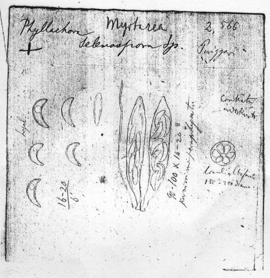 dibujo de Phyllachora selenospora Speg.