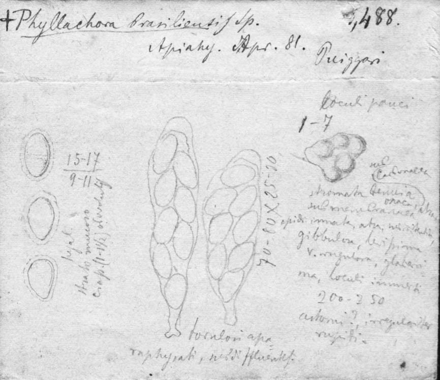 dibujo de Phyllachora brasiliensis Speg.