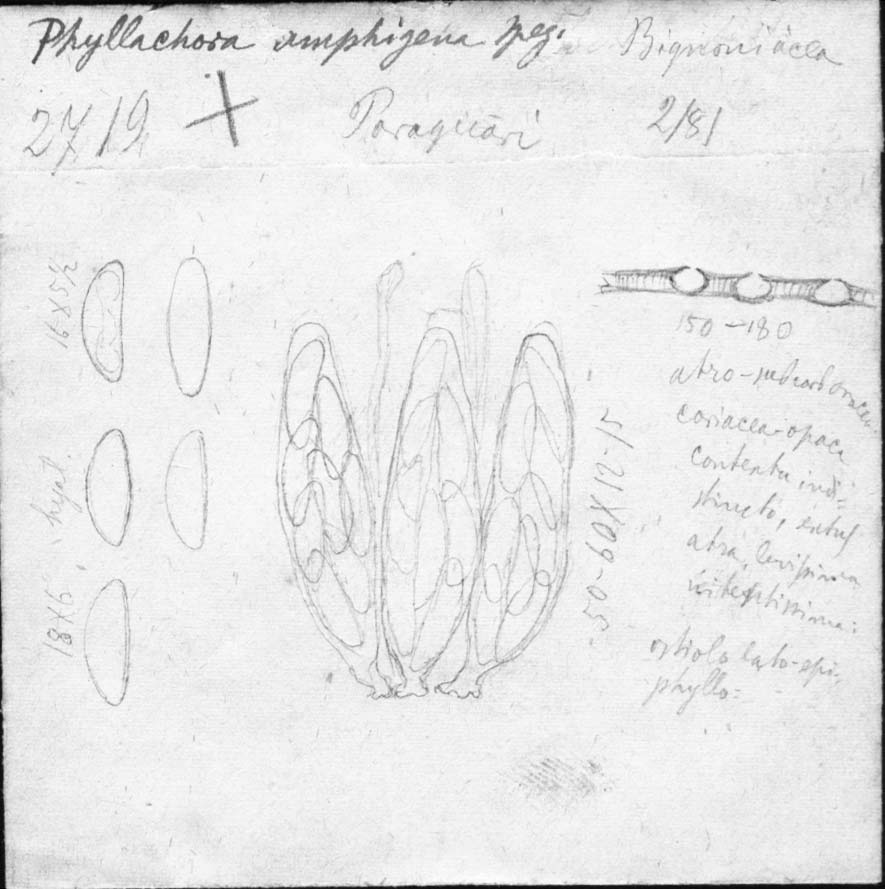 dibujo de Phyllachora amphigena Speg.