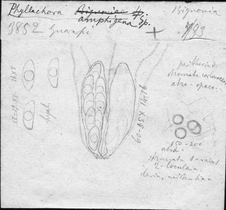 dibujo de Phyllachora amphigena Speg.