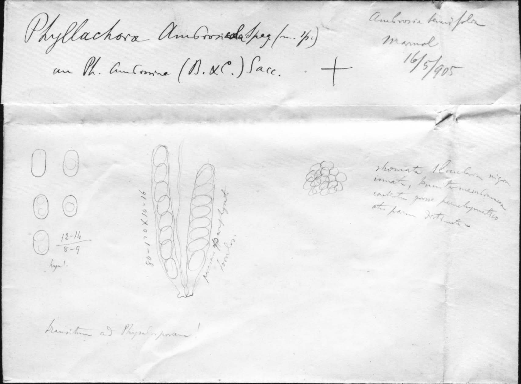 dibujo de Phyllachora ambrosicola Speg.
