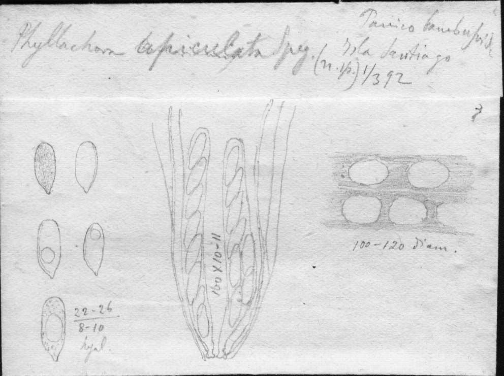 dibujo de Phyllachora apiculata Speg.