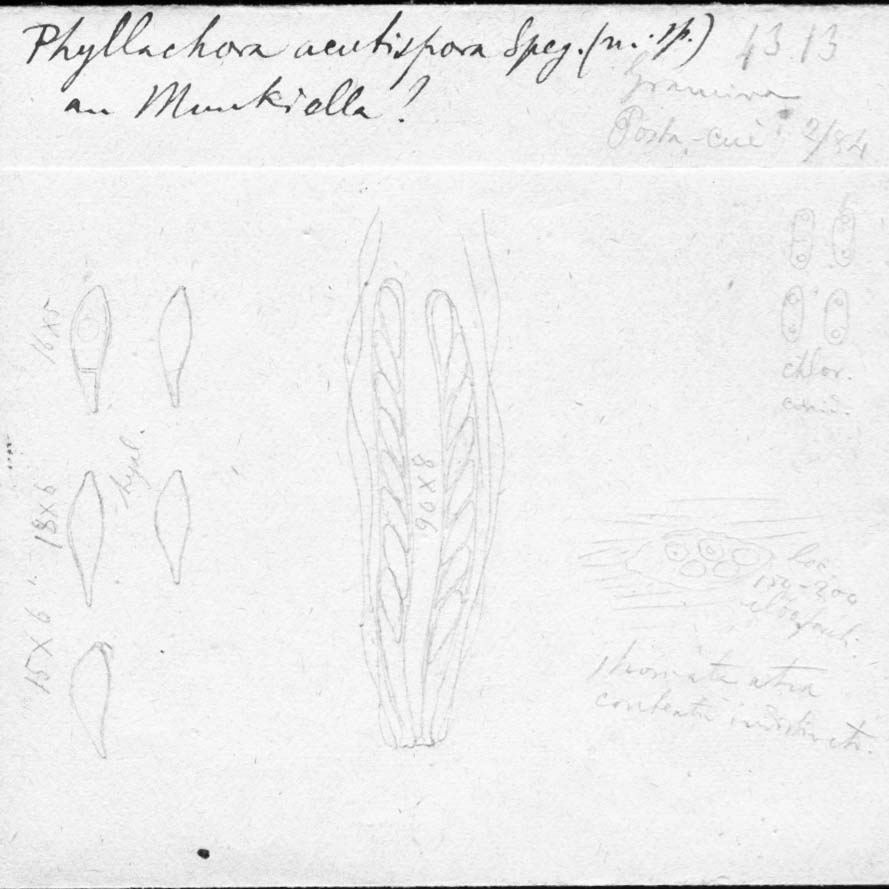 dibujo de Phyllachora acutispora Speg.