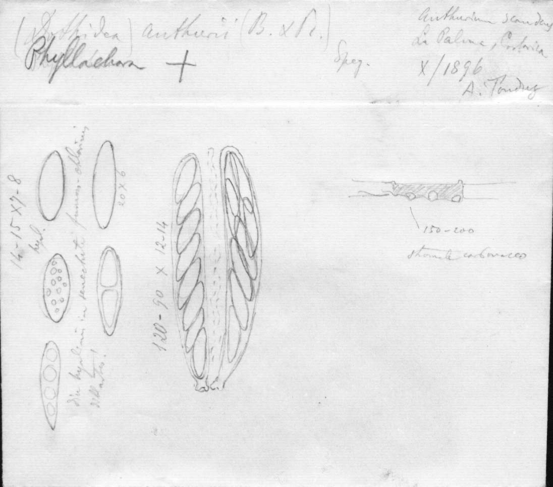 dibujo de Phyllachora anthurii (Bomm. & Rouss.) Speg.