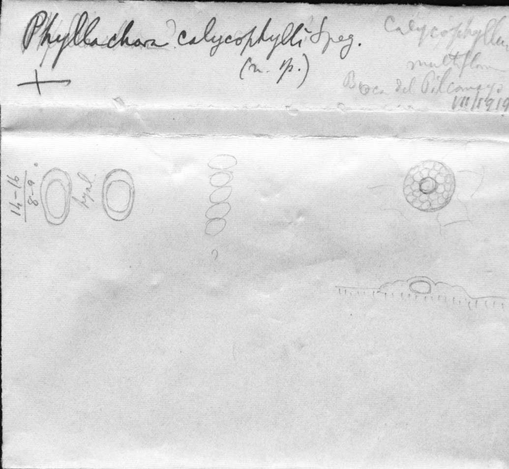 dibujo de Phyllachora calycophylli Speg.