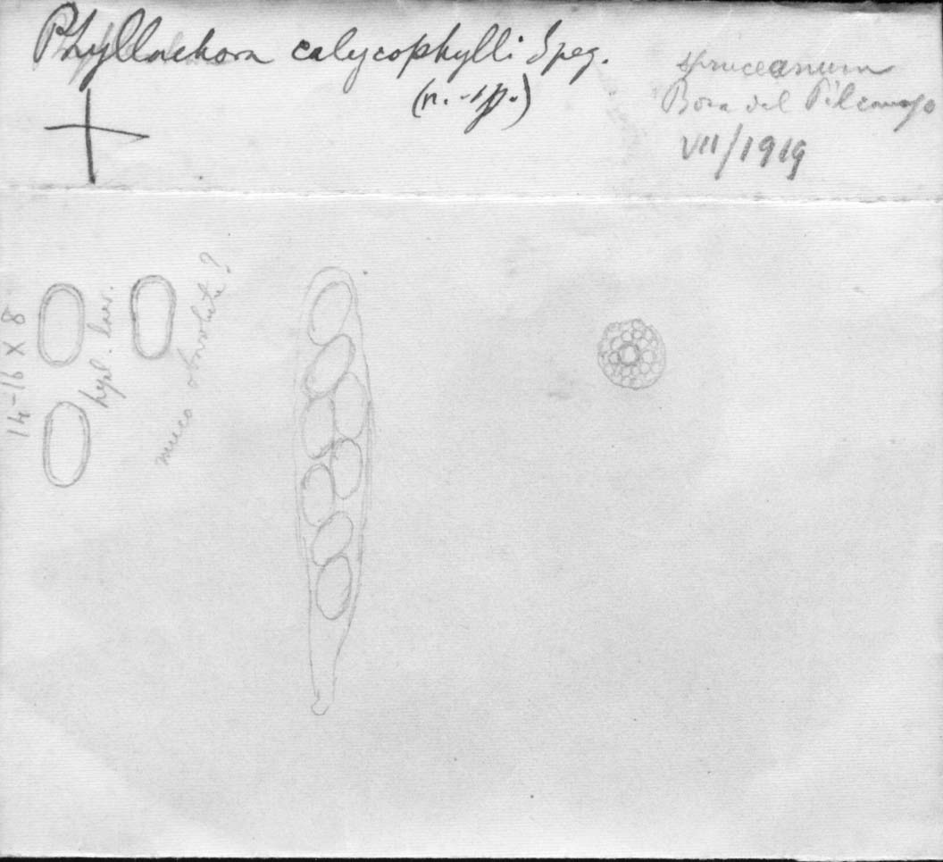 dibujo de Phyllachora calycophylli Speg.
