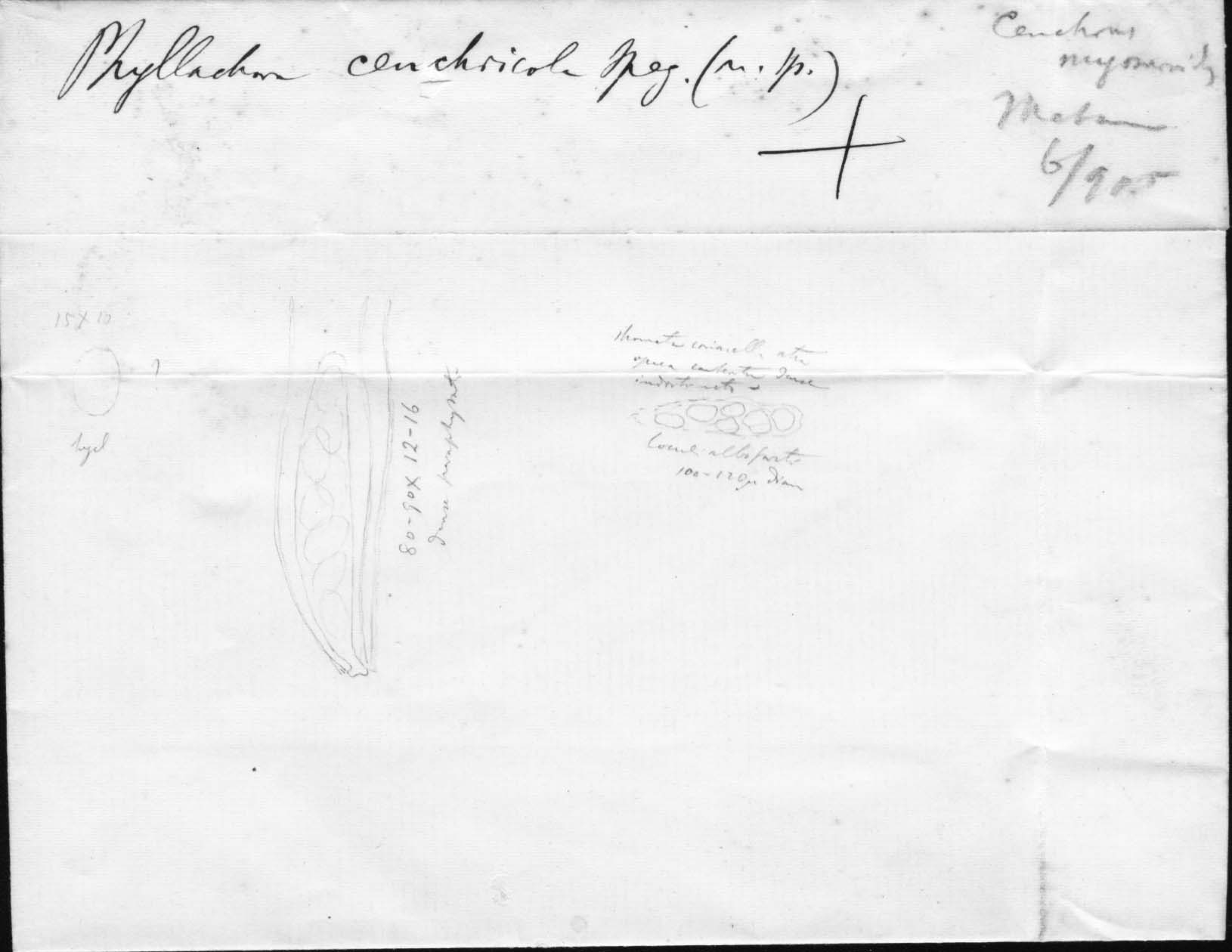 dibujo de Phyllachora cenchricola Speg.