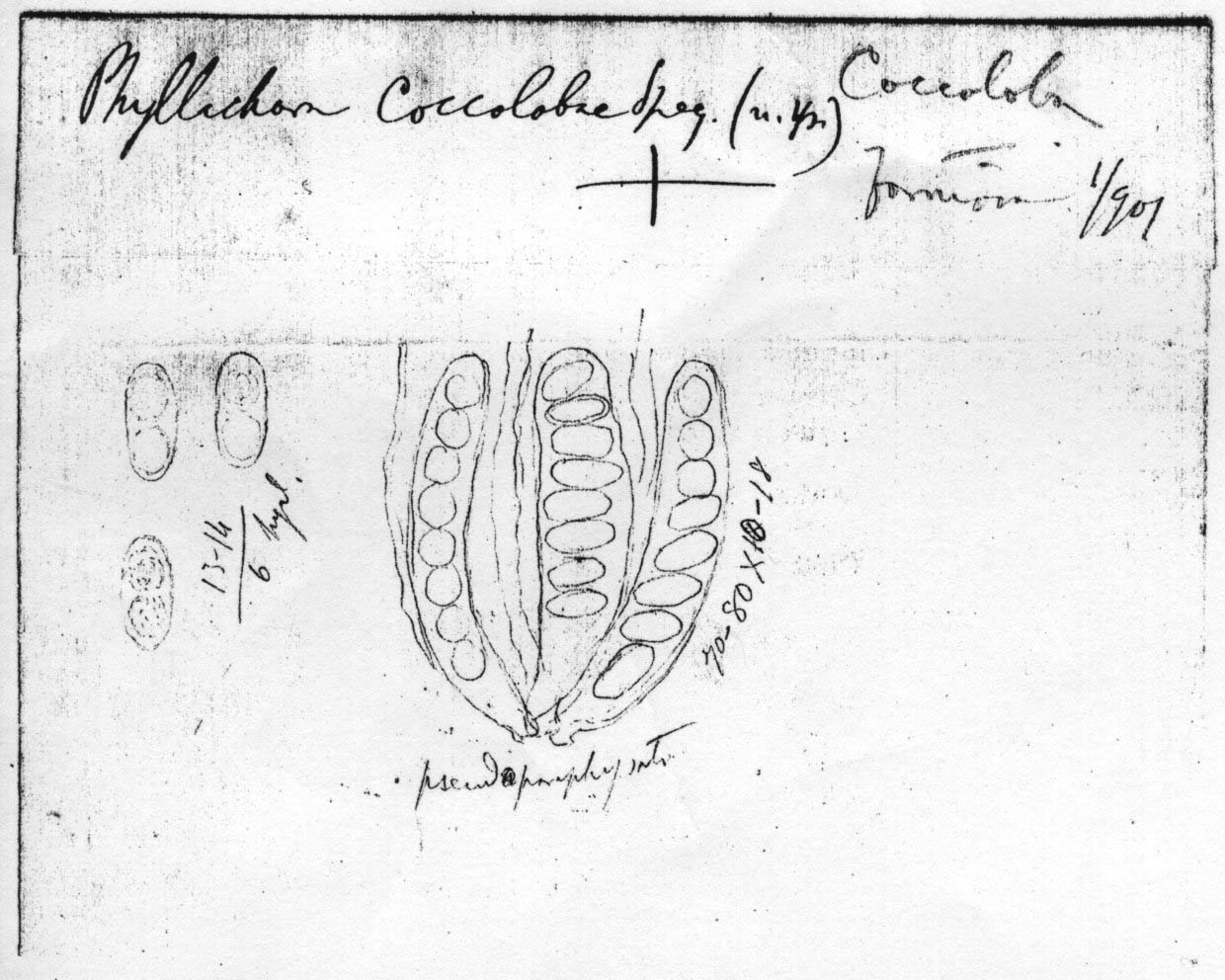 dibujo de Phyllachora coccolobae Speg.