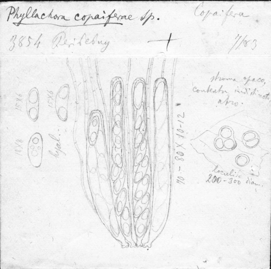 dibujo de Phyllachora copaiferae Speg.