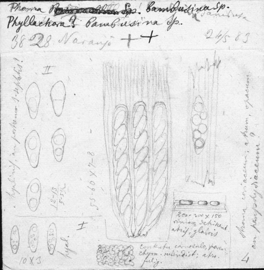 dibujo de Phyllachora bambusina Speg.