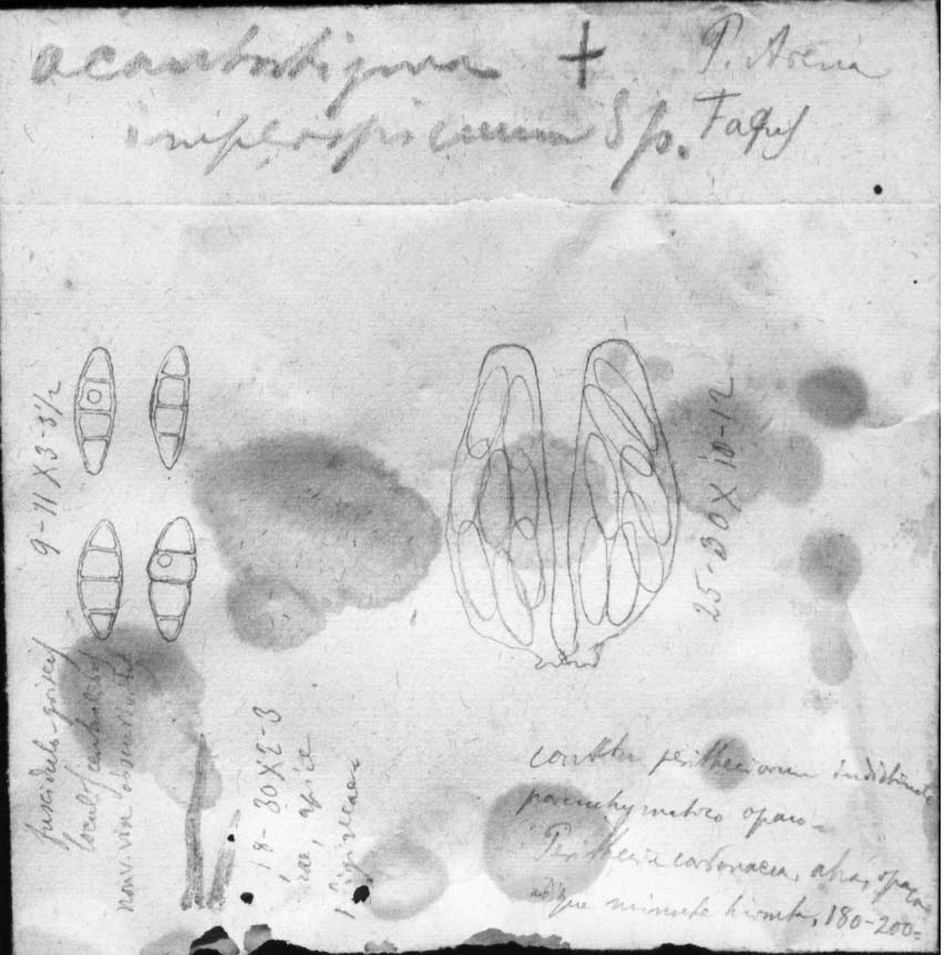 dibujo de Acanthostigma imperspicuum Speg.