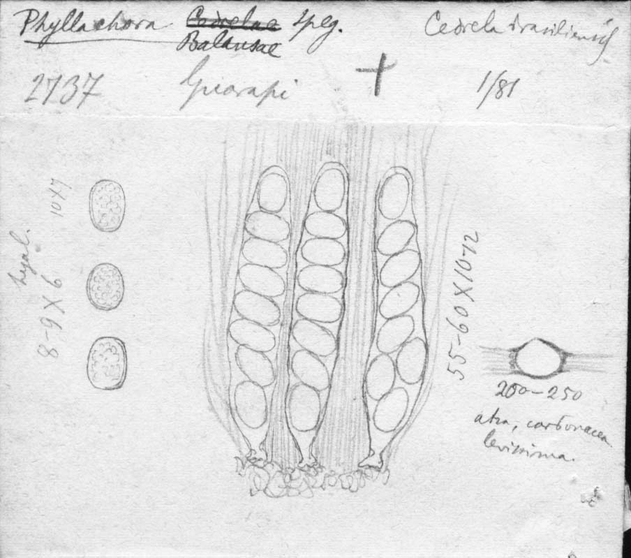 dibujo de Phyllachora balansae Speg.