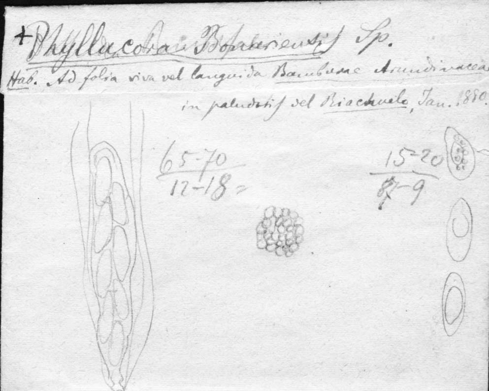 dibujo de Phyllachora bonariensis Speg.