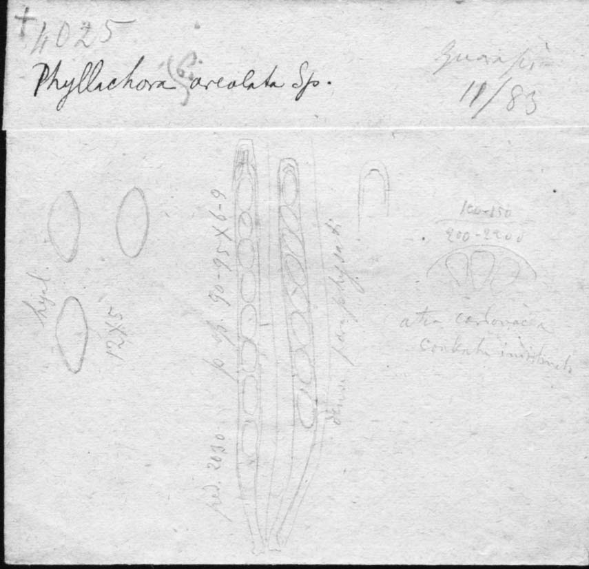 dibujo de Phyllachora biareolata Speg.