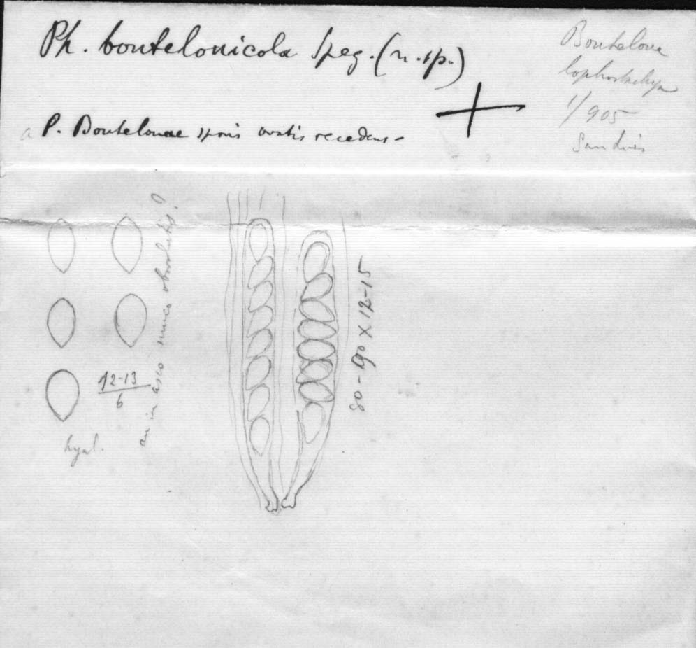 dibujo de Phyllachora boutelouicola Speg.