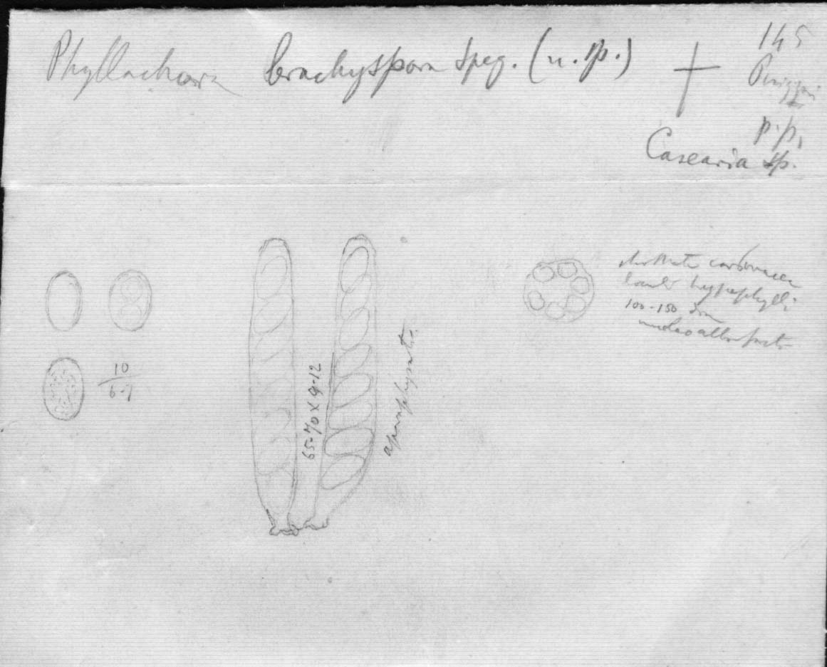 dibujo de Phyllachora brachyspora Speg.