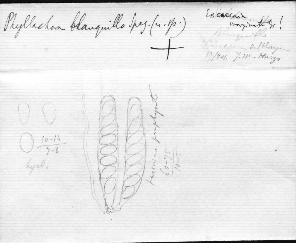dibujo de Phyllachora blanquillo Speg.