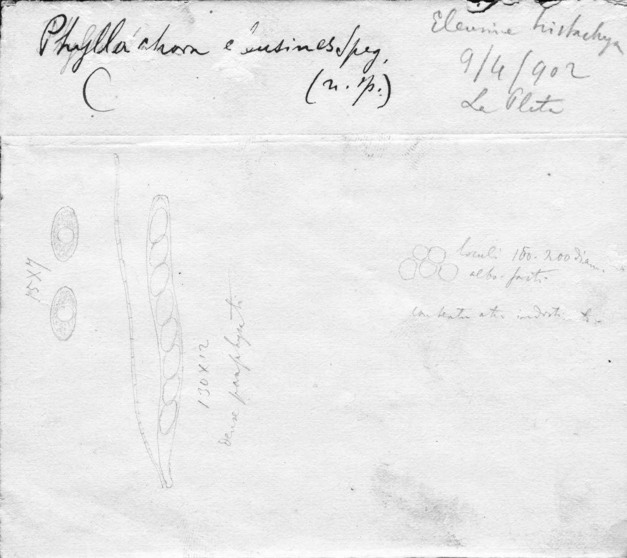 dibujo de Phyllachora eleusines Speg.