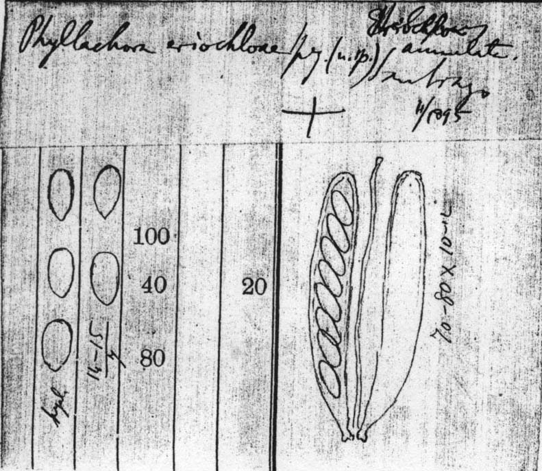 dibujo de Phyllachora eriochloae Speg.