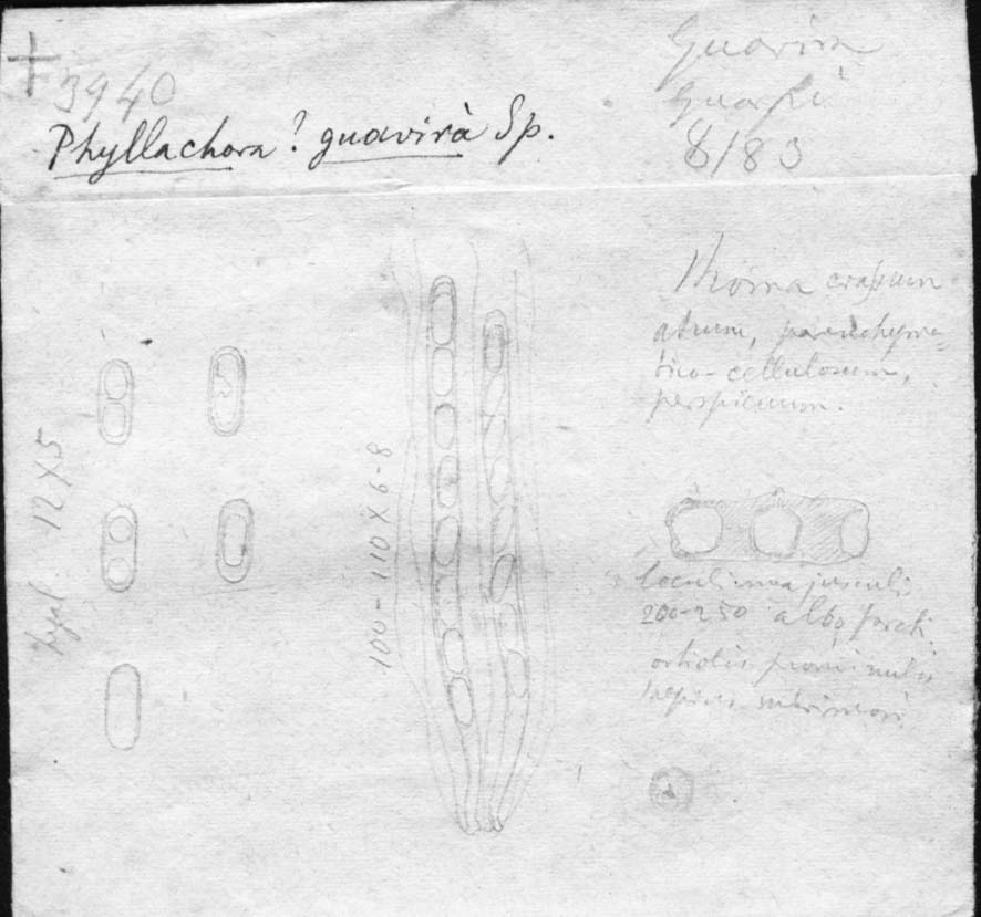 dibujo de Phyllachora guavira Speg.