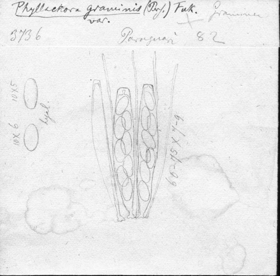 dibujo de Phyllachora graminis var. tupi Speg.