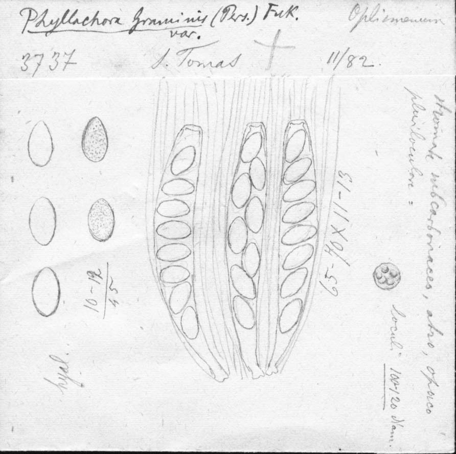 dibujo de Phyllachora graminis var. tupi Speg.