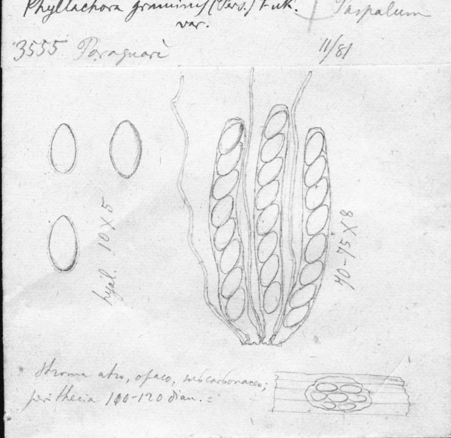 dibujo de Phyllachora graminis var. tupi Speg.