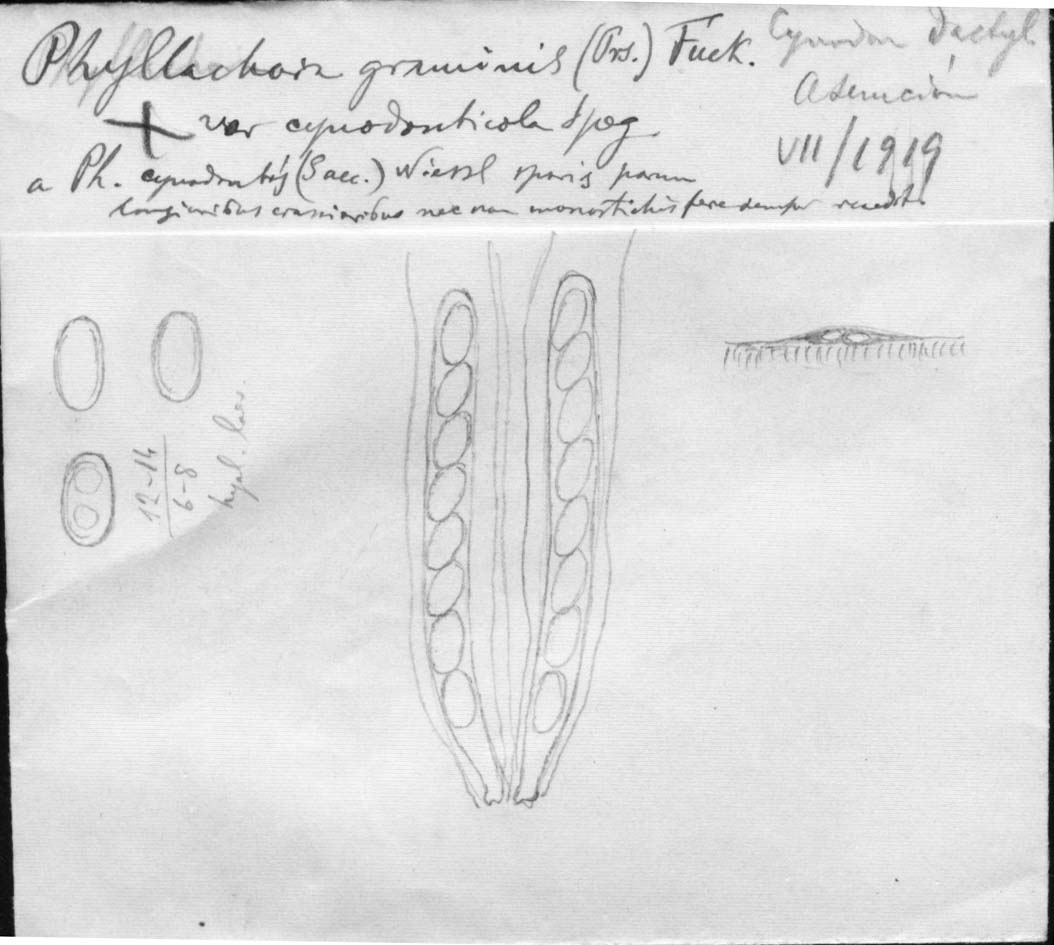 dibujo de Phyllachora graminis var. cynodonticola Speg.