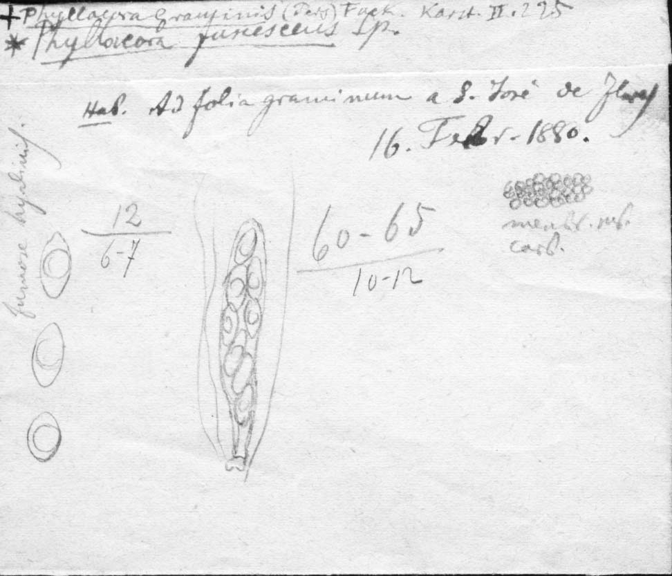 drawing of Phyllachora fuscescens Speg.