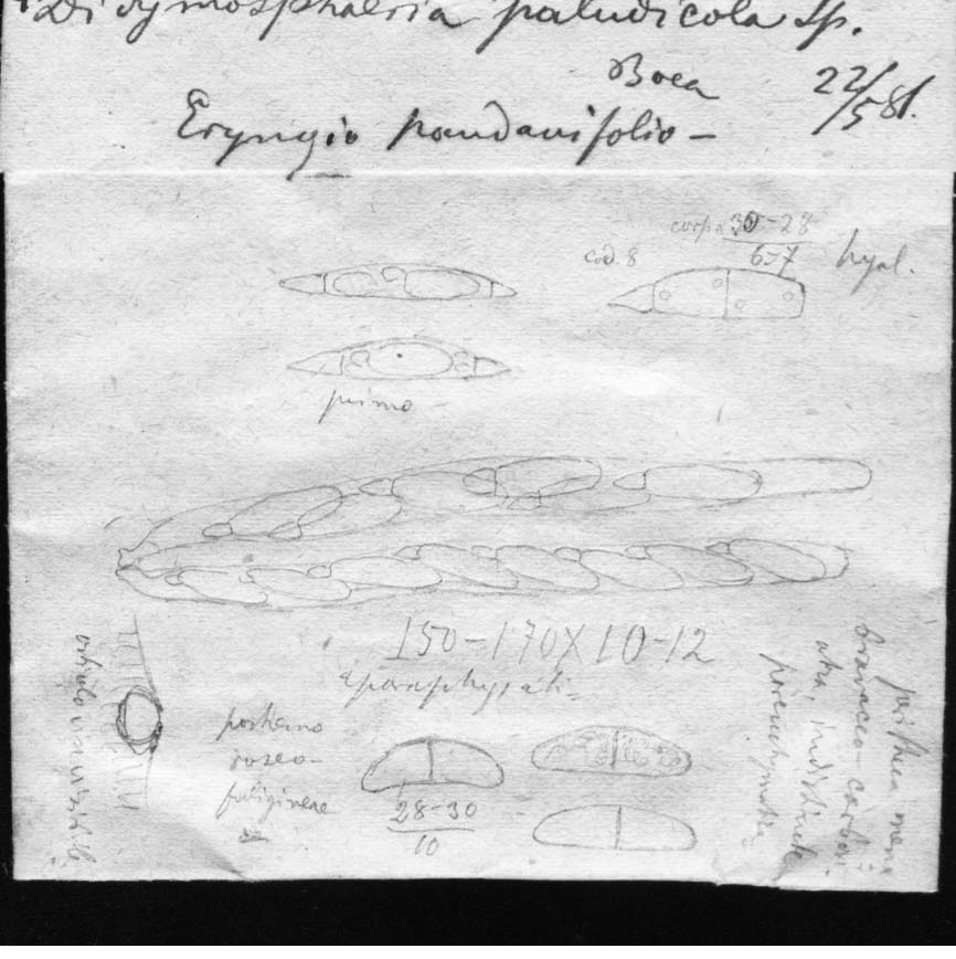 dibujo de Phyllachora globispora Speg.