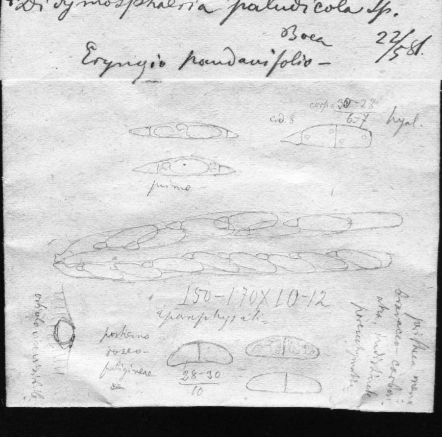 dibujo de Phyllachora globispora Speg.