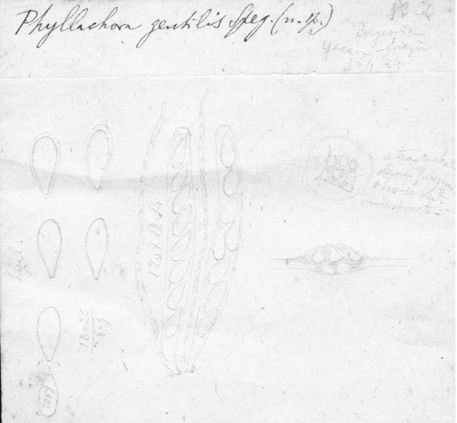 dibujo de Phyllachora gentilis Speg.