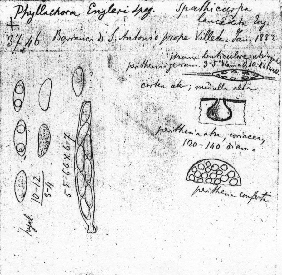 dibujo de Phyllachora engleri Speg.