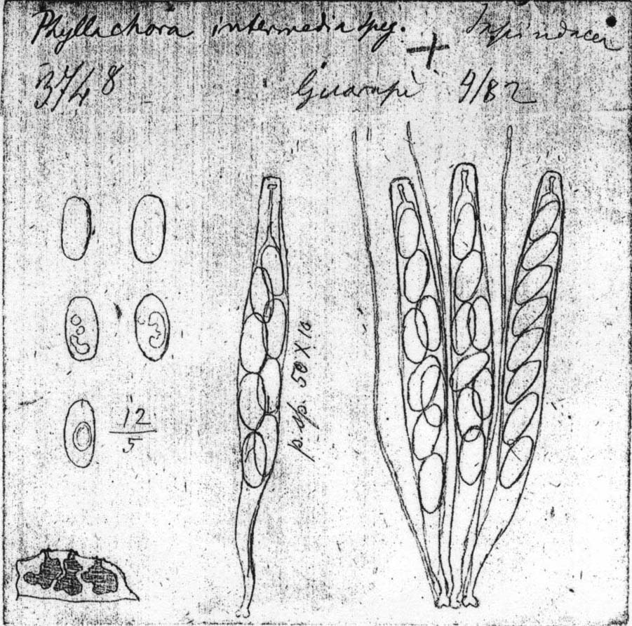 dibujo de Phyllachora intermedia Speg.