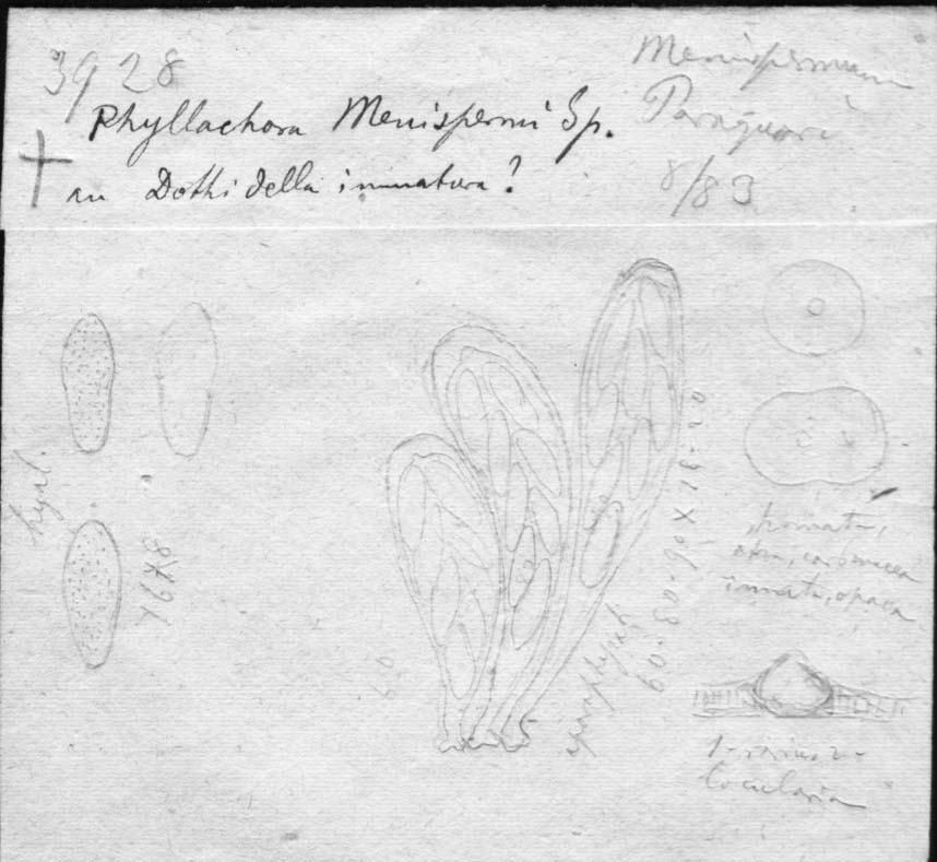 dibujo de Phyllachora menispermi Speg.