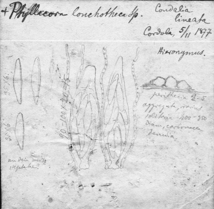 dibujo de Phyllachora lonchotheca Speg.
